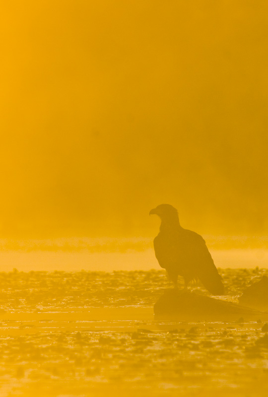 Bald Eagle Silhouette At Sunrise